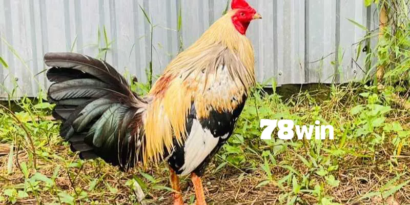 Gà chuối với những thông tin tổng quan