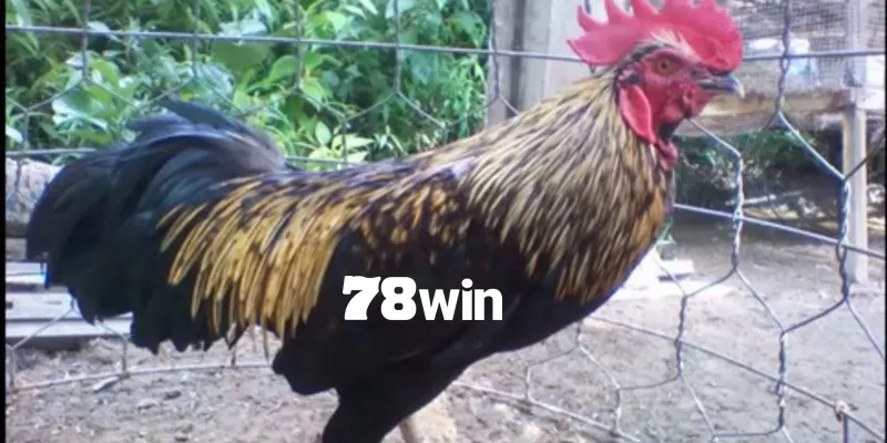 Chuối xám đem lại tỷ lệ thắng lớn cho sư kê