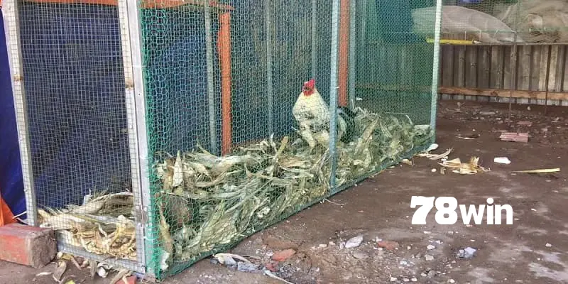 Xây lưới bao quanh trong cách làm chuồng chạy cho gà đá